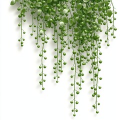 Lush Green Plant With Hanging Leaves and Round Shoots Against a White Background