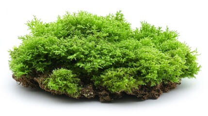 Lush green moss clump isolated on white background.