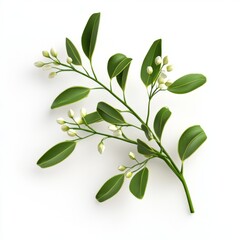 Obraz premium Fresh Green Branch with Delicate White Flower Buds on a White Background for Natural and Botanical Themes