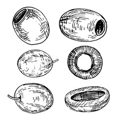 Olive branch and olives with and without pits, black and white drawing. Botanical illustration in ink, hand drawn.