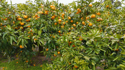 Korea, Jeju Island, Travel, Drone, Tangerine, Fruit, Sacred, Yellow, Green, Tangerine Picking Experience