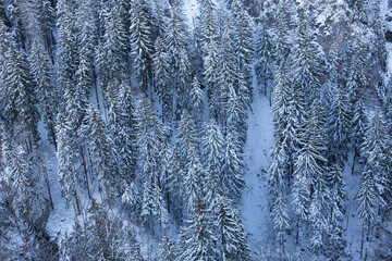 Aerial view at the winter forest under snow .