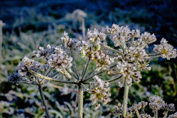 Beautiful ice crystals on the flower of an umbellifer.