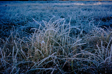 Beautiful tiny ice crystals in the shape of needles and trumpets on the leaves of the grass in the lawn.