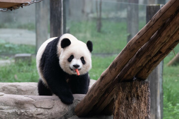 Close up cute Panda, Yu Ai, Chongqing, China