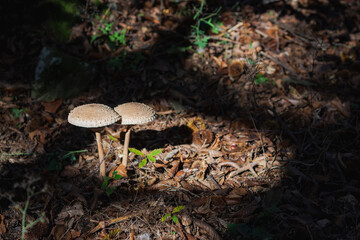 Two Parasol Mushrooms on a Forest Floor in Autumn