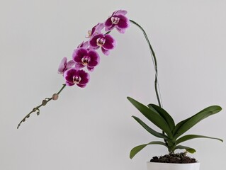orchid flowers in a pot on white background, Orchid flowers in a flower vase isolated on a white wall with empty advertising space. © Slaf