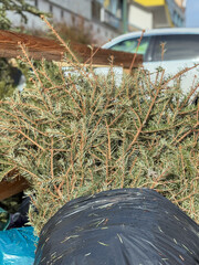 Christmas trees left for recycling at a designated area