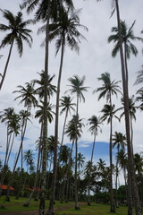 A grove of tall, slender palm trees stretches toward the sky, set against a backdrop of scattered clouds and soft blue tones, evoking a peaceful tropical atmosphere.