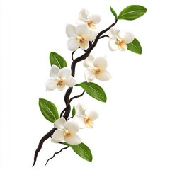 Fototapeta premium White orchid flowers with green leaves on a twisting branch against a plain background, natural beauty and elegance in floral design