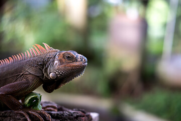 A close-up of a brown iguana with orange spines, perched on a branch against a blurred green background.