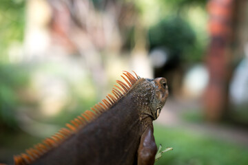 A brown iguana with vibrant orange spines along its back, seen in profile against a soft green and blurred background.