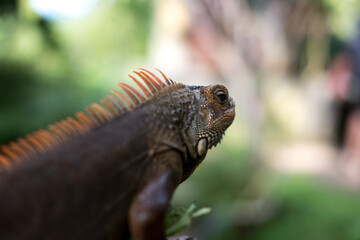 A brown iguana with vibrant orange spines along its back, seen in profile against a soft green and blurred background.