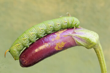 A tobacco hornworm is eating purple eggplant fruit. This bright green caterpillar has the scientific name Manduca secta.