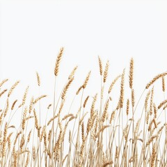 Fototapeta premium Golden Wheat Stalks in Soft Natural Light Against a Neutral Background for Minimalist Aesthetic and Agricultural Themes