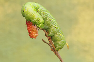 A tobacco hornworm is eating ripe mulberry fruit on the tree. This bright green caterpillar has the scientific name Manduca secta.
