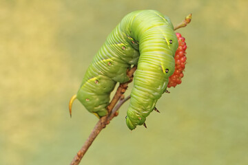 A tobacco hornworm is eating ripe mulberry fruit on the tree. This bright green caterpillar has the scientific name Manduca secta.