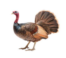 Full turkey side profile, detailed plumage and vibrant red head, wild bird with fanned tail feathers, traditional Thanksgiving symbol isolated on transparent background