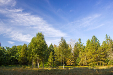 Birch trees in a forest - sunny summer day in Poland