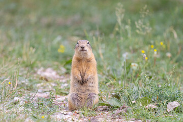Gopher stands in the grass on a summer day