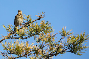 Tree pipit sits on a pine branch and sings
