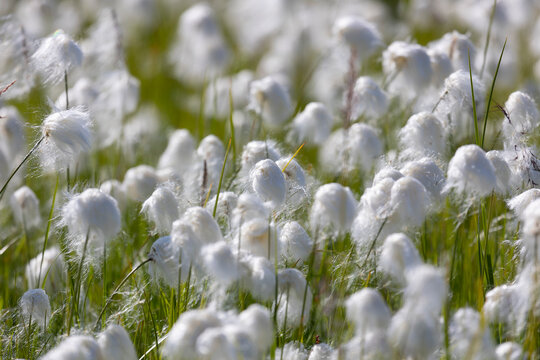 Blooming Eriophorum in the tundra close-up