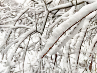 Snow blankets tree branches in a serene winter landscape during a snowfall in a quiet forest