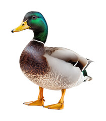 Obraz premium Full body mallard duck standing with vibrant green head and colorful feathers isolated on white background. Realistic waterfowl bird isolated on transparent background