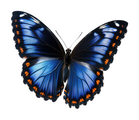 Fototapeta premium Vivid blue butterfly with detailed wings, natural beauty and intricate patterns, elegant insect for nature, wildlife, and artistic inspiration isolated on transparent background