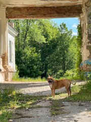 An Amstaff stands confidently in an overgrown area, framed by old architecture. Its playful stance...