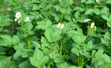 a blooming potato on the agricultural field close up   