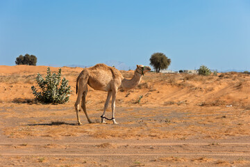 camels in the desert
