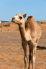 camel in the desert