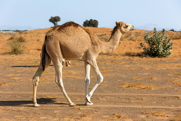 camel in the desert