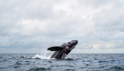 Fototapeta premium North Atlantic right whale breaching in overcast sea, marine conservation