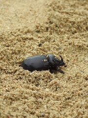 Black Beetle on Sandy Terrain: A Macro Wildlife Shot