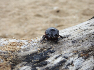Close-up macro shot of a rhinoceros beetle crawling on a weathered piece of driftwood, with the ocean blurred in the background