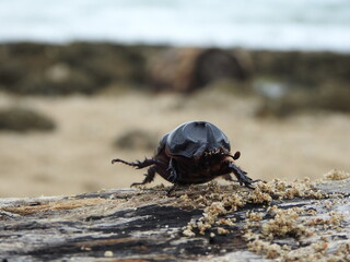 Close-up macro shot of a rhinoceros beetle crawling on a weathered piece of driftwood, with the ocean blurred in the background
