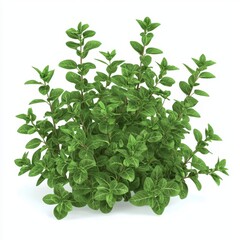 Lush Green Oregano Plant with Vibrant Leaves Isolated on a Clean White Background