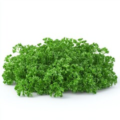 Obraz premium Fresh Green Parsley Bunch Isolated on White Background for Culinary and Dietary Purposes in Food Photography