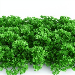 Naklejka premium Lush Green Herbal Foliage in Vibrant Natural Landscape for Culinary and Gardening Purposes