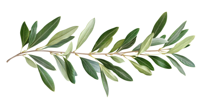 Realistic olive branch with green and grey tones, botanical art design, natural foliage element, Mediterranean concept isolated on transparent background