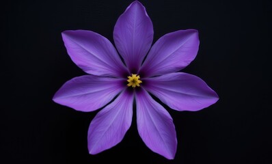 Vibrant purple flower on black background