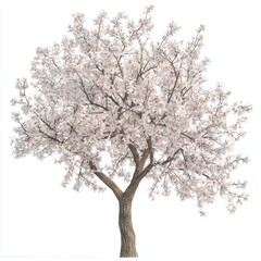 Fototapeta premium Delicate Blossom Tree in Full Bloom with Soft Pink Flowers Against a White Background