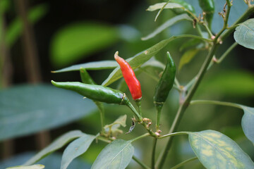 Green and Red Bird's Eye Chilis or Thai Chili Peppers Ripening on the Tree