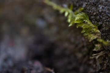 Closeup of a small patch of moss growing on a rocky surface. Perfect background.