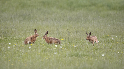 Obraz premium Three European Hare (Lepus Europaeus)