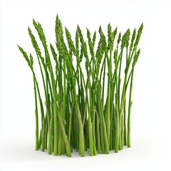 Fresh Green Asparagus Stalks Standing Tall on Bright White Background in Natural Light