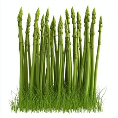 Fototapeta premium Fresh Green Asparagus Stalks Growing in Lush Grass with White Background for Culinary and Farm Themes