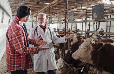 Farmer and veterinarian talking beside cows in barn